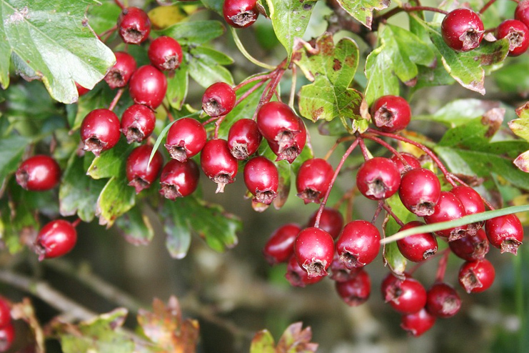 hawthorn berries for the heart