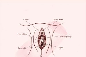 vagina anatomy outer