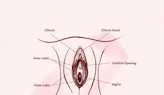 vagina anatomy outer