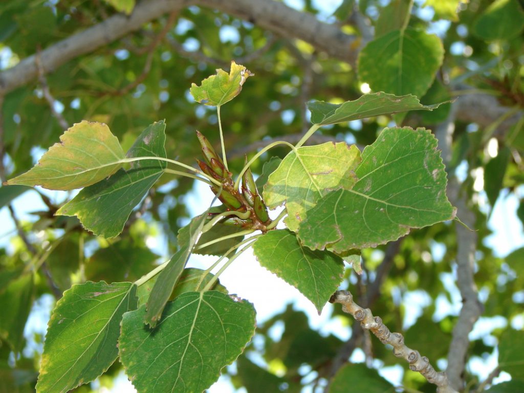 Iron Phosphate Benefits and Sources ital is vital