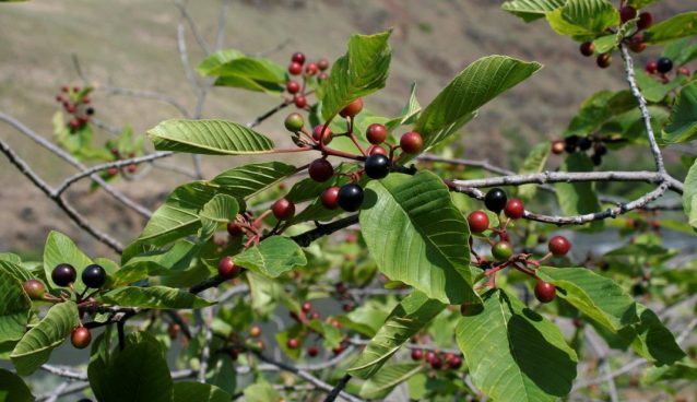 cascara sagrada