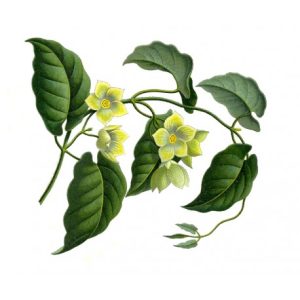 Marsdenia cundurango