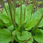 Plantain (Plantago)