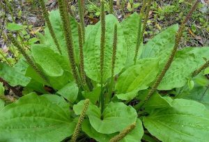 Plantain (Plantago)