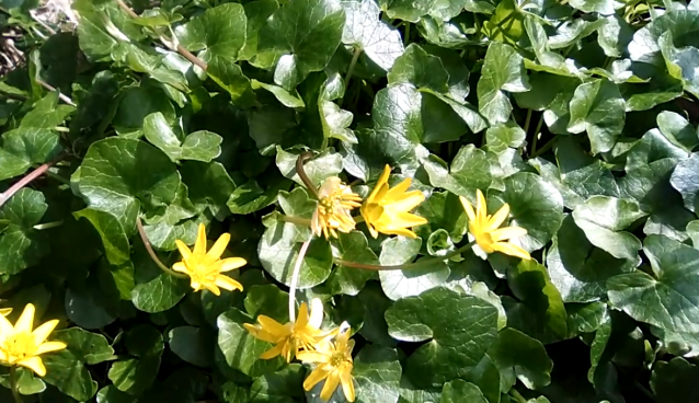 Lesser Celandine