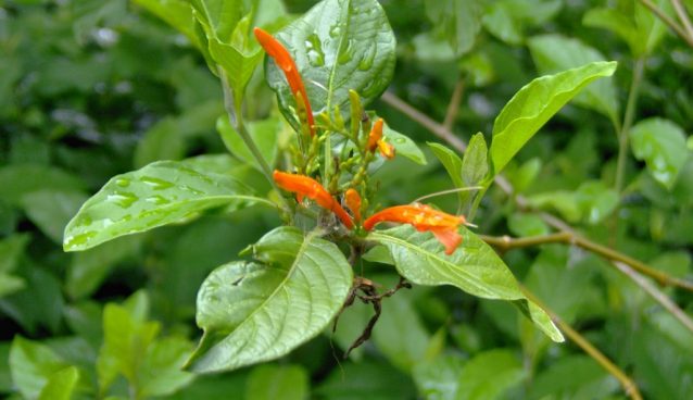 Muicle (Justica spicigera)