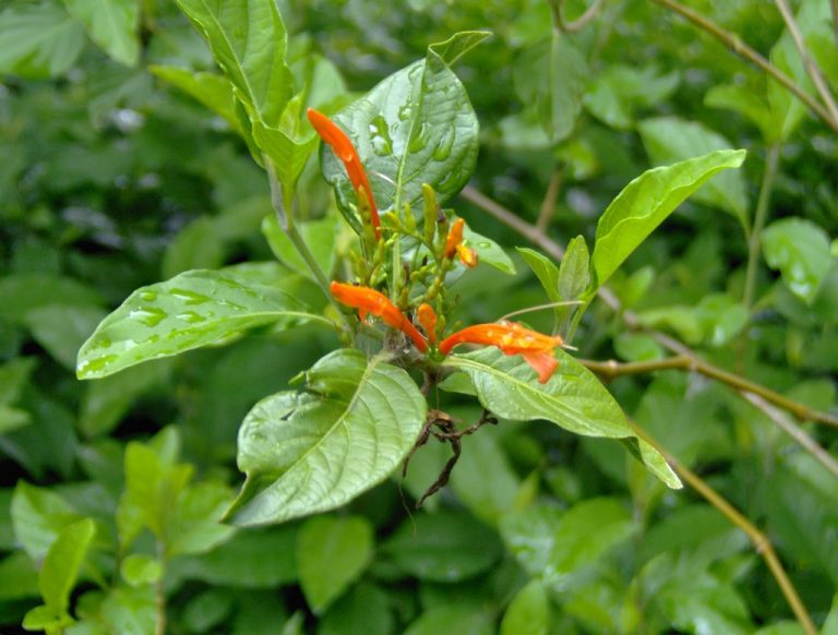 Muicle - ital is vital