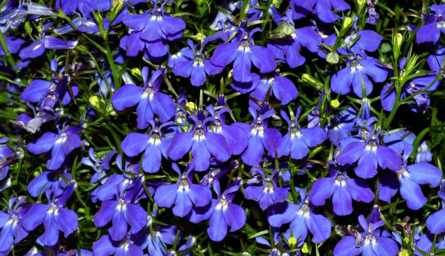 Lobelia