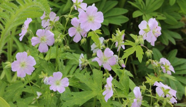 GERANIUM MACULATUM