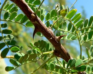 Prickly Thorn