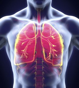 The lungs