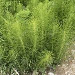 Equisetum arvense / Horsetail / Shave grass.