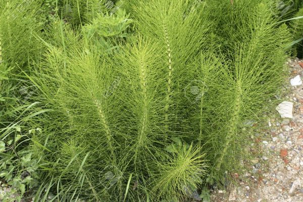 Equisetum arvense / Horsetail / Shave grass.