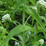 Boneset