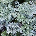 Artemisia absinthium