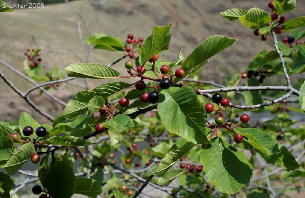 Dr Sebi Archives ital is vital