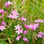 Centaury