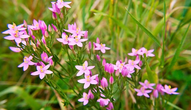 Centaury