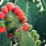 Mexican nopal plant (tuna, prickly pear) with red prickly pear fruit