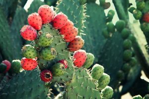 Mexican nopal plant (tuna, prickly pear) with red prickly pear fruit
