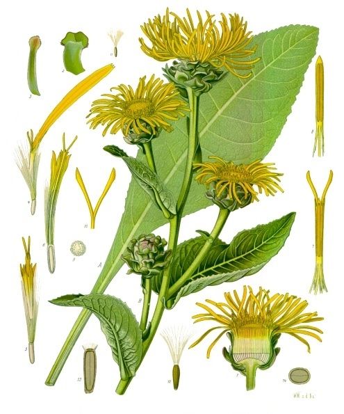 elecampane