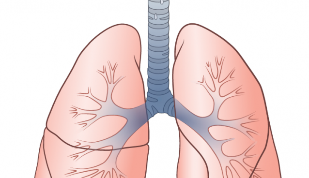 Lung