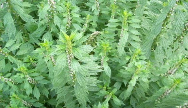 Motherwort