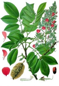 Piscidia piscipula (Jamaican Dogwood)