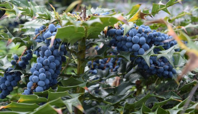oregon grape