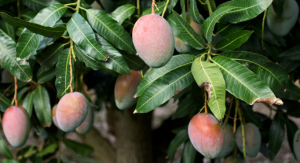 Mango Leaves