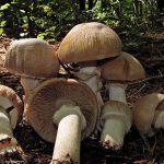 Cortinarius caperatus - Gypsy mushroom