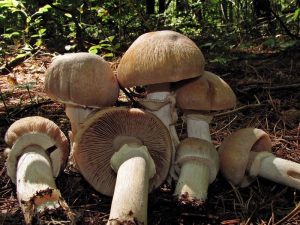 Cortinarius caperatus - Gypsy mushroom
