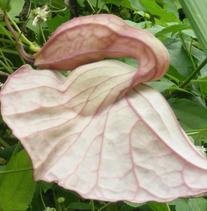 Duck flower, a.k.a, the pelican flower, is a deciduous vine with