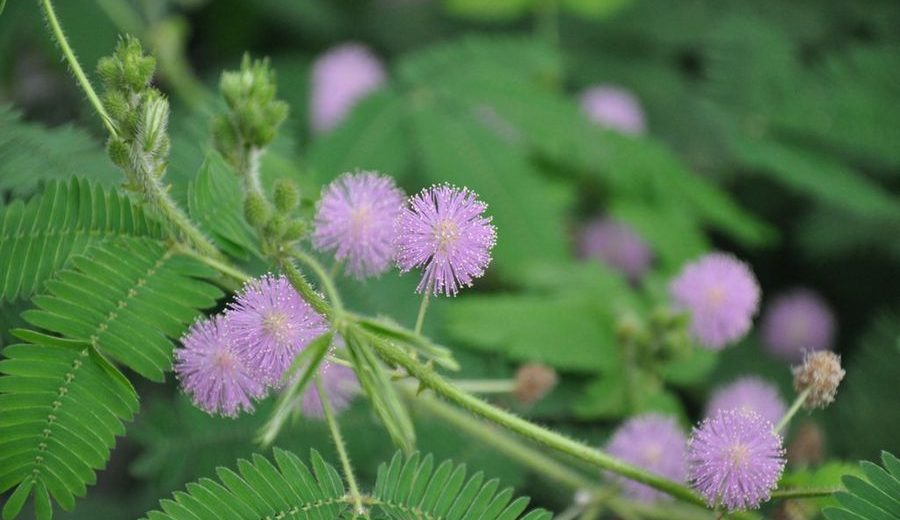 Mimosa Pudica - Sensitive Plant - Benefits and Uses - ital is vital