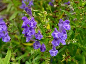 skullcap