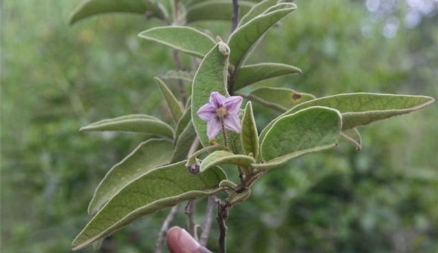 Solanum incanum - Bitter Apple