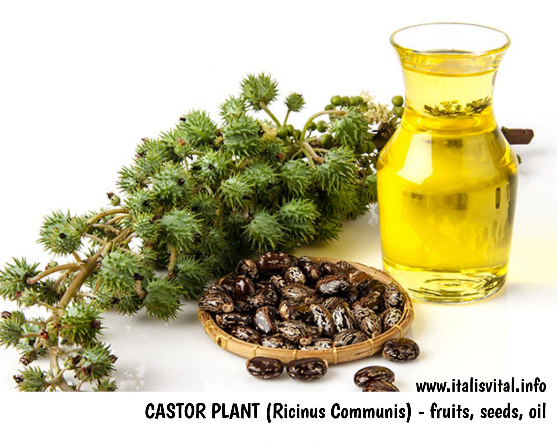 Castor Plant - Fruit, Seed, Oil