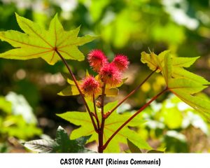 Castor Plant (Ricinus Communis)