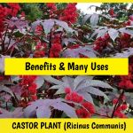 Castor plant (Castor oil, leaves, seeds))