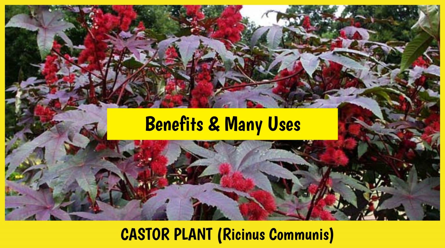 Castor plant (Castor oil, leaves, seeds) - ital is vital