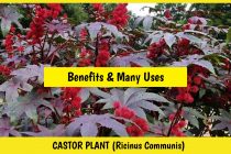 Castor plant (Castor oil, leaves, seeds))