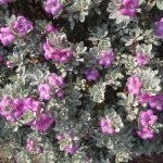 Cenizo De Monterrey (Leucophyllum Frutescens) - ital is vital