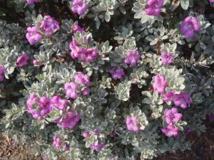 Cenizo De Monterrey (Leucophyllum Frutescens) - ital is vital