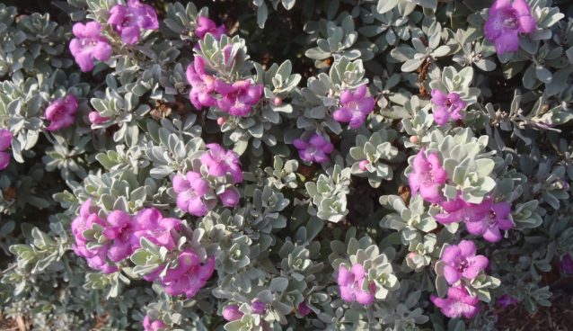 Cenizo De Monterrey (Leucophyllum Frutescens) - ital is vital