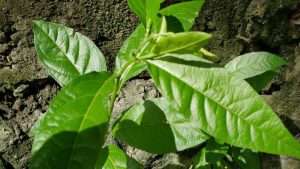 Petiveria alliaceae - ital is vital