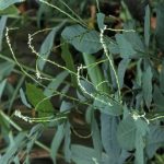Anamu, Guinea-Hen-Weed, Petiveria alliacea