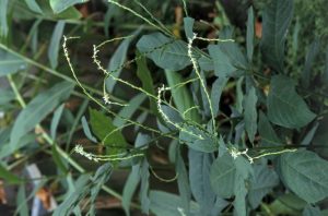 Anamu, Guinea-Hen-Weed, Petiveria alliacea
