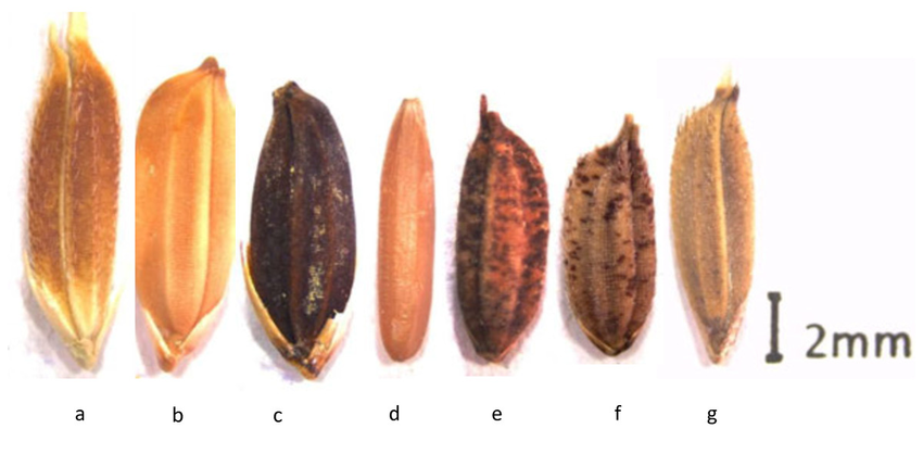 Undehusked seeds of African Oryza species. (a) Oryza longistaminata (b) Oryza glaberrima 1 (c) Oryza glaberrima 2 (d) Oryza brachyantha (e) Oryza eichingeri (f) Oryza punctata (g) Oryza barthii.
