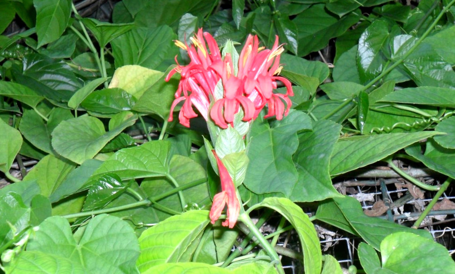 Trinidad and Tobago plants for diabetes