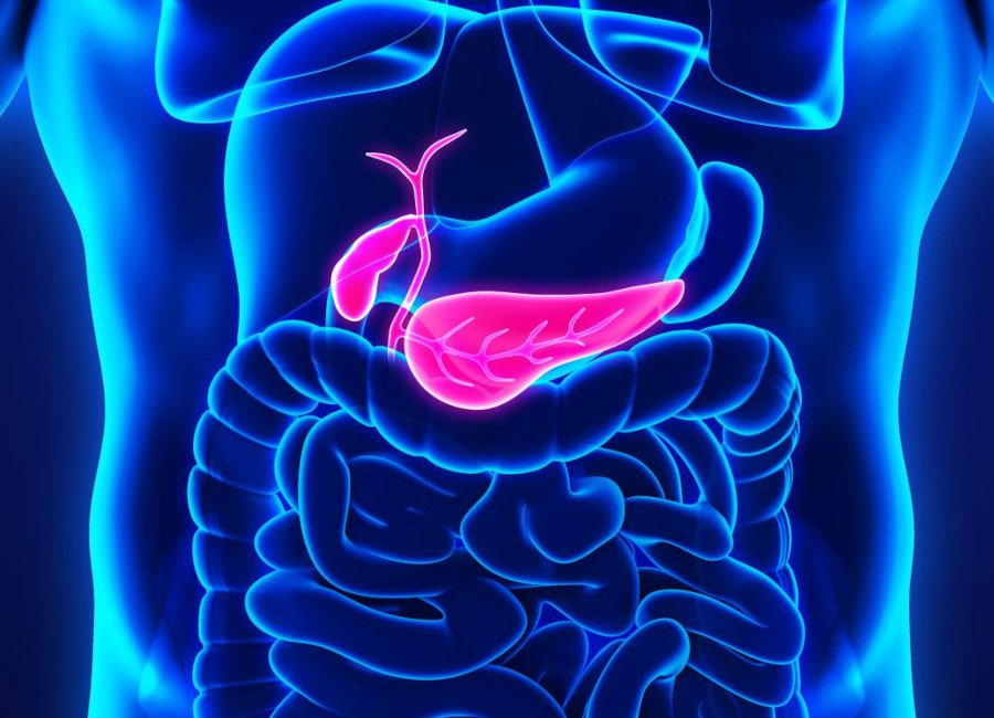 Pancreas